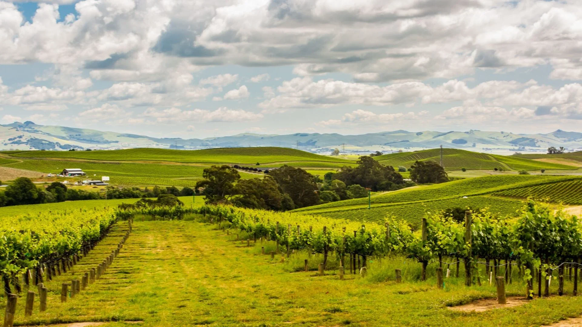 Napa Valley Vs. Sonoma – Where Sparkling Wonders Unfold